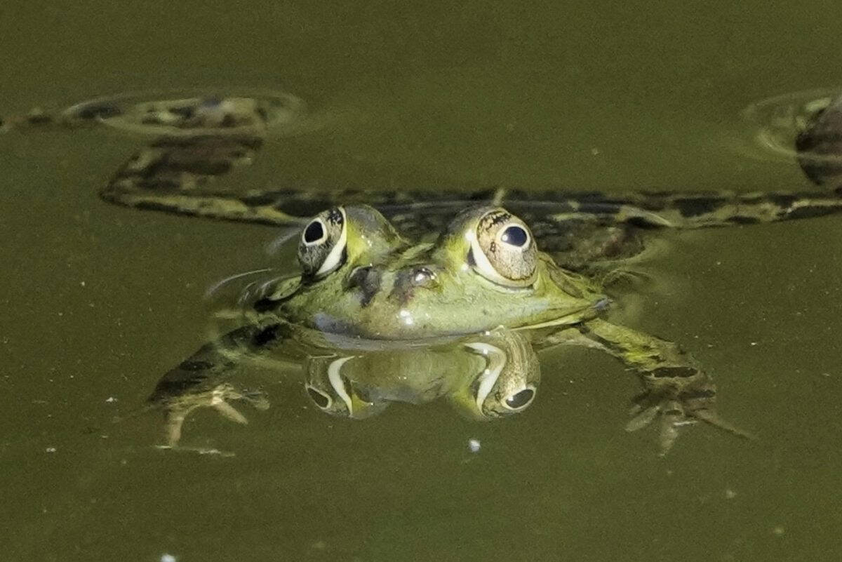 A close-up of a frog swimming in water